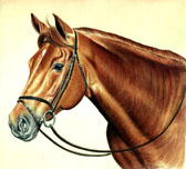 Jumper, Equine Art - Chestnut Jumper